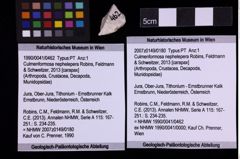 Foto (Objekt + Etiketten) von Culmenformosa nephelepera (Robins, Feldmann & Schweitzer, 2013) (NHMW-GEO-1990-0041-0462)